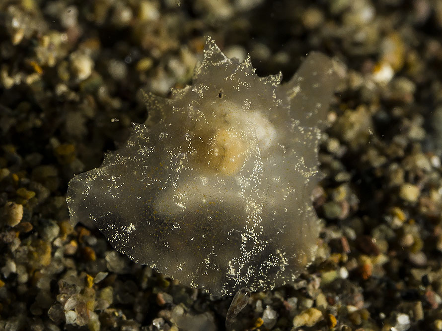 Lamellaria sp. E